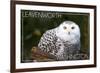 Leavenworth, Washington - Snowy Owl-Lantern Press-Framed Premium Giclee Print