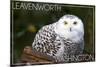 Leavenworth, Washington - Snowy Owl-Lantern Press-Mounted Premium Giclee Print