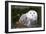 Leavenworth, Washington - Snowy Owl-Lantern Press-Framed Art Print