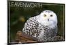 Leavenworth, Washington - Snowy Owl-Lantern Press-Mounted Art Print