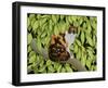 Leaves, 1994-Ditz-Framed Giclee Print