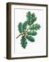 Leaves and Acorns of Downy Oak Quercus Pubescens-null-Framed Giclee Print