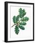 Leaves and Acorns of Downy Oak Quercus Pubescens-null-Framed Giclee Print
