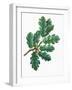 Leaves and Acorns of Downy Oak Quercus Pubescens-null-Framed Giclee Print