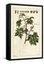 Leaves and Budding Grapes on a Grape Vine, Vitis Vinifera-The Younger Dupin-Framed Stretched Canvas