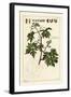 Leaves and Budding Grapes on a Grape Vine, Vitis Vinifera-The Younger Dupin-Framed Giclee Print