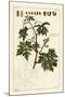 Leaves and Budding Grapes on a Grape Vine, Vitis Vinifera-The Younger Dupin-Mounted Giclee Print