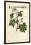 Leaves and Budding Grapes on a Grape Vine, Vitis Vinifera-The Younger Dupin-Framed Giclee Print