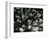 Leaves and Clover, Oregon, 1977-Brett Weston-Framed Photographic Print