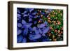 Leaves and flowers exhibit contrasting patterns-Charles Bowman-Framed Premium Photographic Print