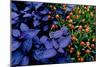 Leaves and flowers exhibit contrasting patterns-Charles Bowman-Mounted Premium Photographic Print