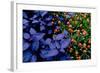 Leaves and flowers exhibit contrasting patterns-Charles Bowman-Framed Photographic Print