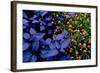 Leaves and flowers exhibit contrasting patterns-Charles Bowman-Framed Photographic Print