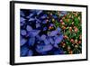 Leaves and flowers exhibit contrasting patterns-Charles Bowman-Framed Photographic Print