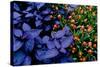 Leaves and flowers exhibit contrasting patterns-Charles Bowman-Stretched Canvas