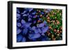 Leaves and flowers exhibit contrasting patterns-Charles Bowman-Framed Photographic Print