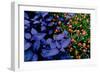 Leaves and flowers exhibit contrasting patterns-Charles Bowman-Framed Photographic Print
