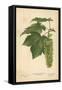 Leaves and Flowers of the Sycamore-William Henry James Boot-Framed Stretched Canvas