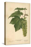 Leaves and Flowers of the Sycamore-William Henry James Boot-Stretched Canvas
