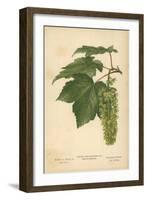 Leaves and Flowers of the Sycamore-William Henry James Boot-Framed Giclee Print