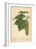 Leaves and Flowers of the Sycamore-William Henry James Boot-Framed Giclee Print