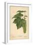 Leaves and Flowers of the Sycamore-William Henry James Boot-Framed Giclee Print