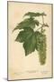 Leaves and Flowers of the Sycamore-William Henry James Boot-Mounted Giclee Print
