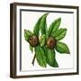 Leaves and Fruit of Common Medlar (Mespilus Germanica), Rosaceae-null-Framed Giclee Print