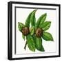 Leaves and Fruit of Common Medlar (Mespilus Germanica), Rosaceae-null-Framed Giclee Print