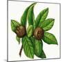 Leaves and Fruit of Common Medlar (Mespilus Germanica), Rosaceae-null-Mounted Giclee Print