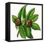 Leaves and Fruit of Common Medlar (Mespilus Germanica), Rosaceae-null-Framed Stretched Canvas