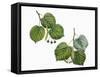 Leaves and Fruit of Large-Leaved Linden Tilia Platyphyllos and Silver Lime or Linden Tilia Tomentos-null-Framed Stretched Canvas