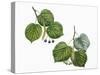 Leaves and Fruit of Large-Leaved Linden Tilia Platyphyllos and Silver Lime or Linden Tilia Tomentos-null-Stretched Canvas