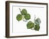 Leaves and Fruit of Large-Leaved Linden Tilia Platyphyllos and Silver Lime or Linden Tilia Tomentos-null-Framed Giclee Print