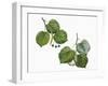 Leaves and Fruit of Large-Leaved Linden Tilia Platyphyllos and Silver Lime or Linden Tilia Tomentos-null-Framed Giclee Print