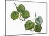 Leaves and Fruit of Large-Leaved Linden Tilia Platyphyllos and Silver Lime or Linden Tilia Tomentos-null-Mounted Giclee Print