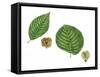 Leaves and Fruit Samaras of Siberian Elm Ulmus Pumila and English Elm Ulmus Procera-null-Framed Stretched Canvas