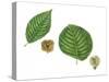 Leaves and Fruit Samaras of Siberian Elm Ulmus Pumila and English Elm Ulmus Procera-null-Stretched Canvas