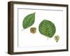 Leaves and Fruit Samaras of Siberian Elm Ulmus Pumila and English Elm Ulmus Procera-null-Framed Giclee Print