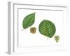 Leaves and Fruit Samaras of Siberian Elm Ulmus Pumila and English Elm Ulmus Procera-null-Framed Giclee Print