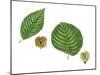 Leaves and Fruit Samaras of Siberian Elm Ulmus Pumila and English Elm Ulmus Procera-null-Mounted Giclee Print