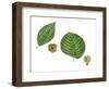 Leaves and Fruit Samaras of Siberian Elm Ulmus Pumila and English Elm Ulmus Procera-null-Framed Giclee Print