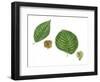 Leaves and Fruit Samaras of Siberian Elm Ulmus Pumila and English Elm Ulmus Procera-null-Framed Giclee Print