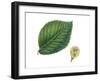 Leaves and Fruit Samaras of Wych Elm Ulmus Glabra-null-Framed Giclee Print