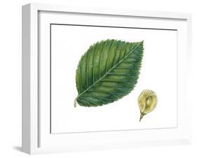 Leaves and Fruit Samaras of Wych Elm Ulmus Glabra-null-Framed Giclee Print