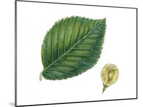 Leaves and Fruit Samaras of Wych Elm Ulmus Glabra-null-Mounted Giclee Print