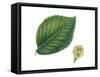 Leaves and Fruit Samaras of Wych Elm Ulmus Glabra-null-Framed Stretched Canvas