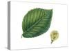 Leaves and Fruit Samaras of Wych Elm Ulmus Glabra-null-Stretched Canvas