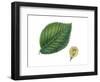 Leaves and Fruit Samaras of Wych Elm Ulmus Glabra-null-Framed Giclee Print