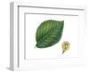 Leaves and Fruit Samaras of Wych Elm Ulmus Glabra-null-Framed Giclee Print